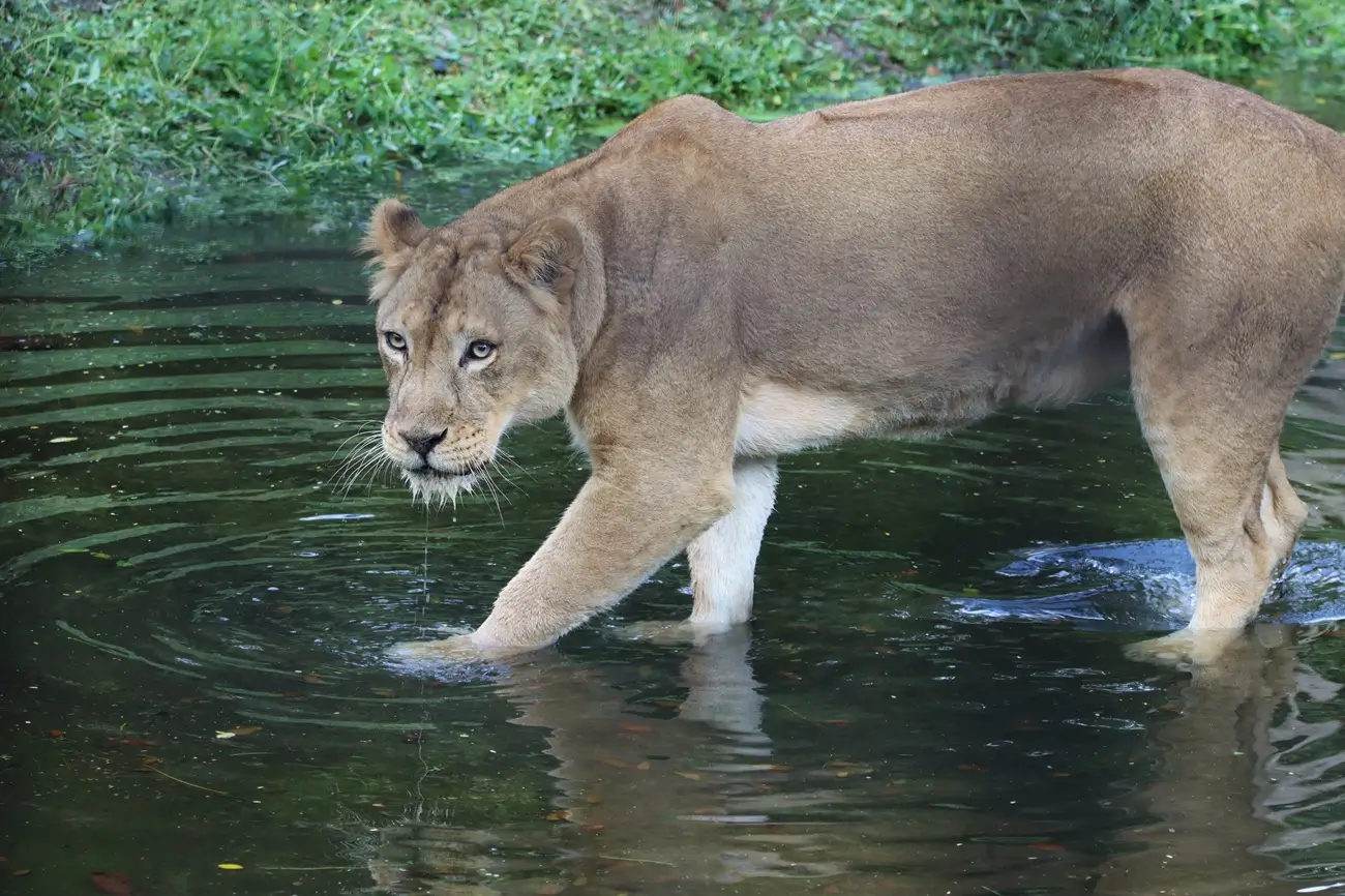 Ngorongoro Conservation Area