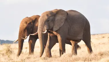 Elephant Populations