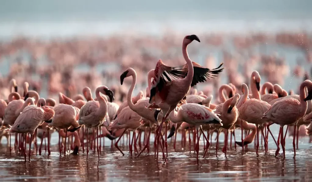 6 Days Tanzania Safari