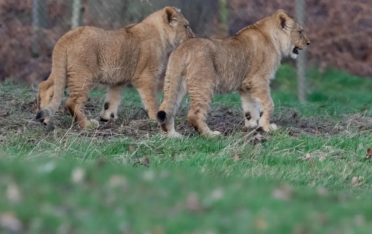Active Explorer Safari