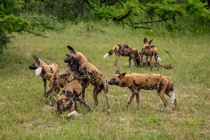 African Wild Dogs 1