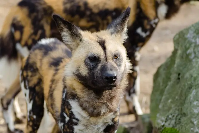 African Wild Dogs