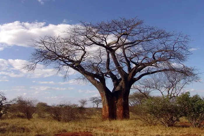 Ancient Baobabs