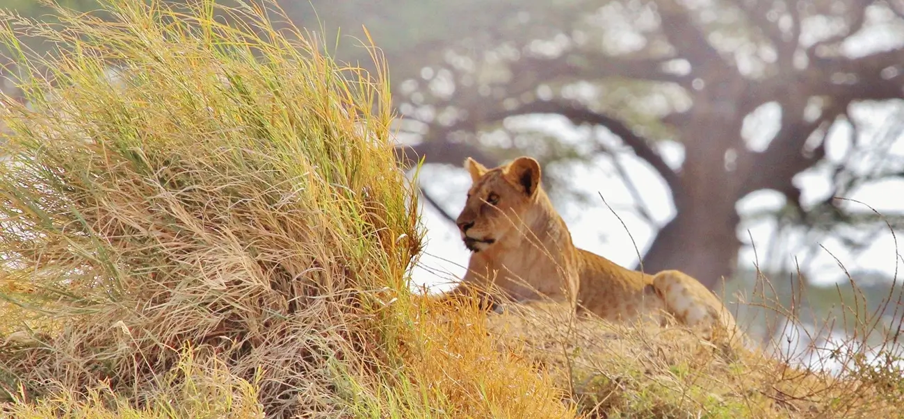 Big Cats & Serengeti Balloon Safari