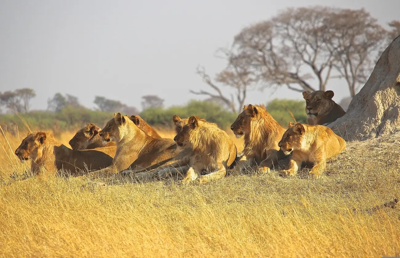 Comfort Safari