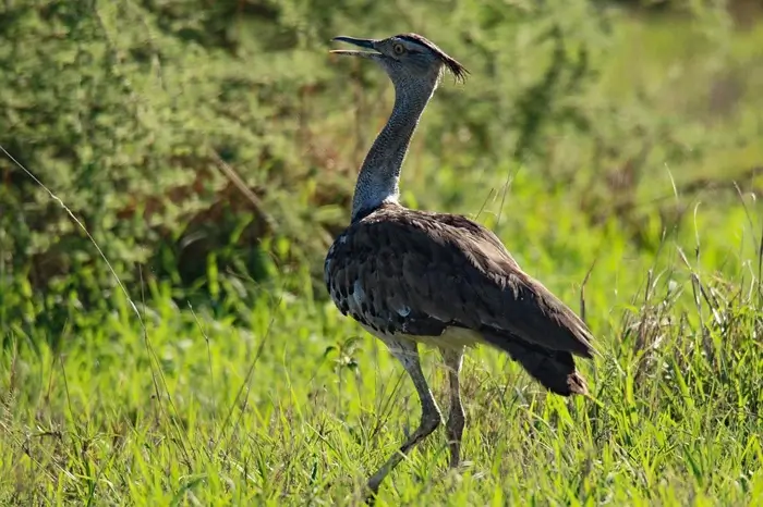 Kori Bustard