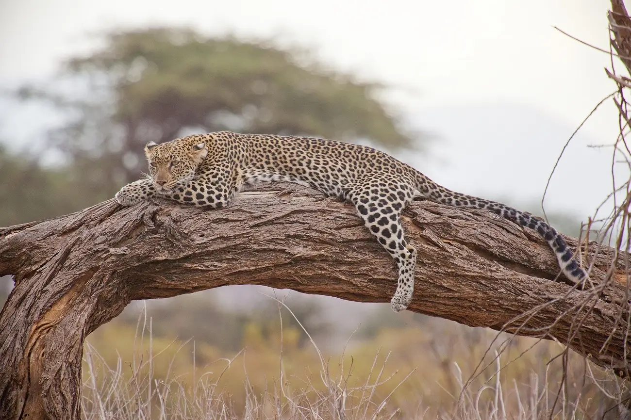 Ngorongoro Conservation Area