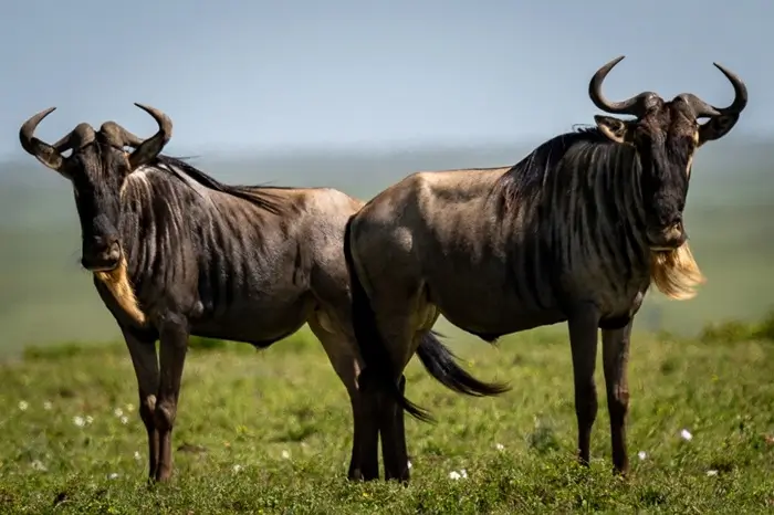 Migration & Calving Safari - Tarangire, Ngorongoro, Ndutu & Southern Serengeti