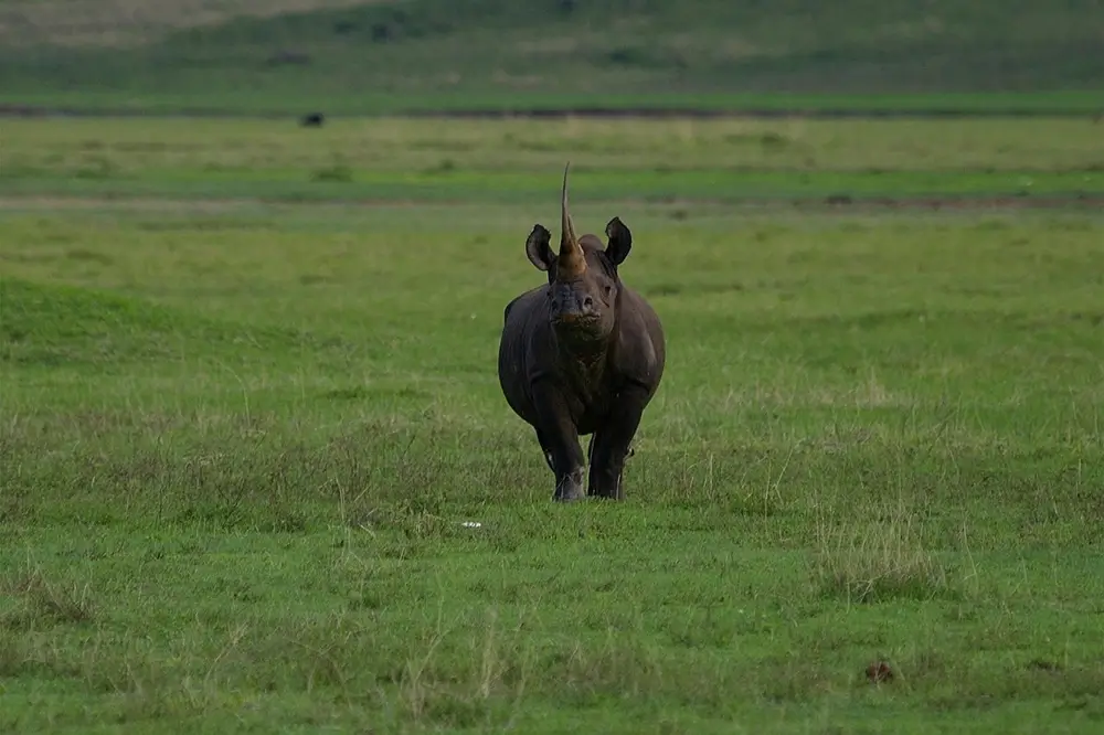 Ngorongoro Crater