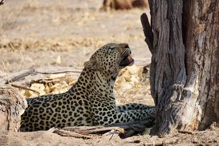 Wildlife Safari