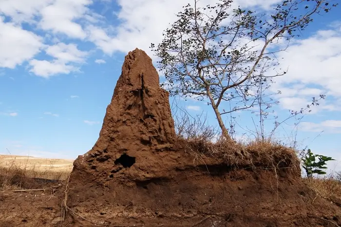 Red Termite Mounds