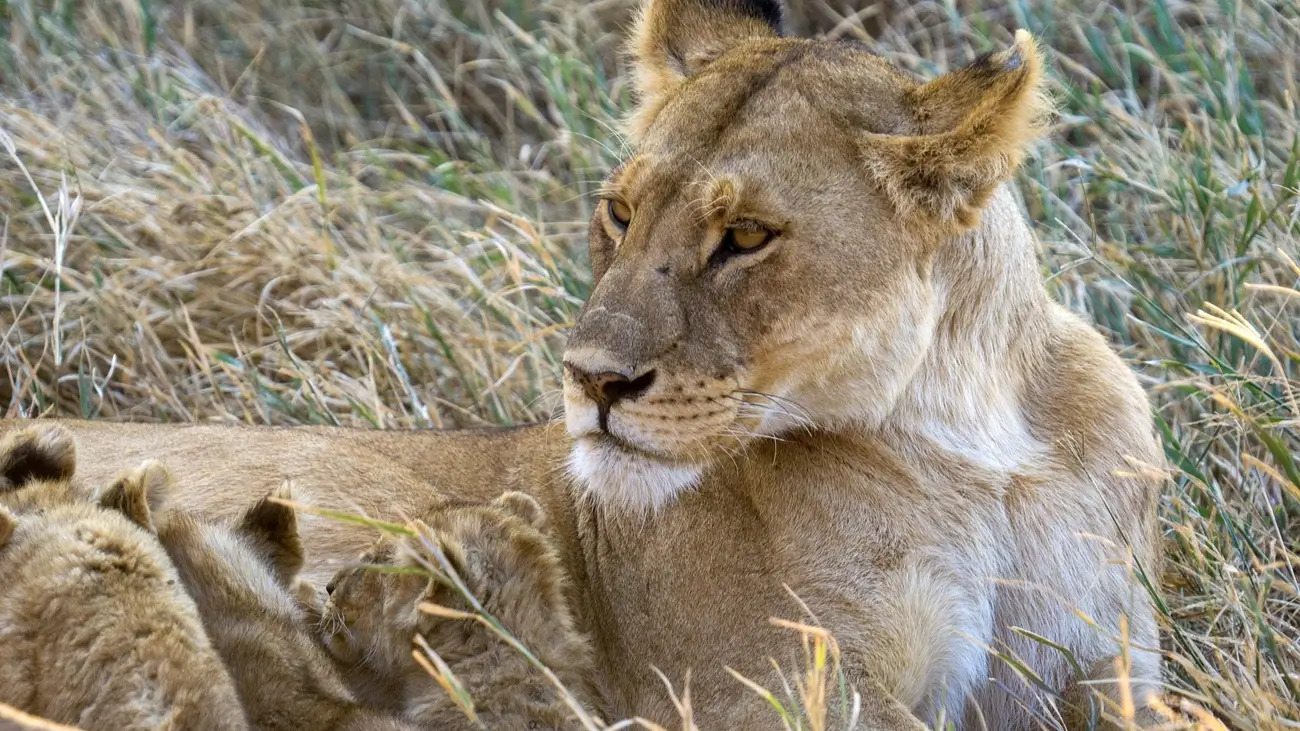 Ruaha