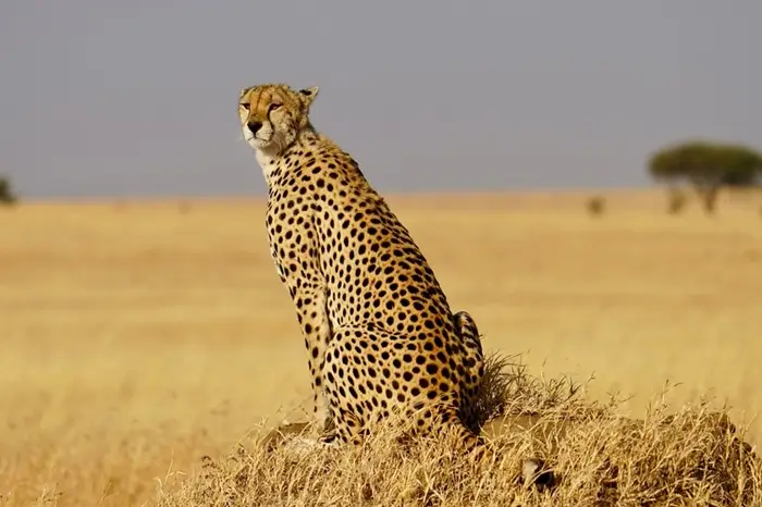 Serengeti Cheetah Safari & Game-drives in Tarangire & Ngorongoro