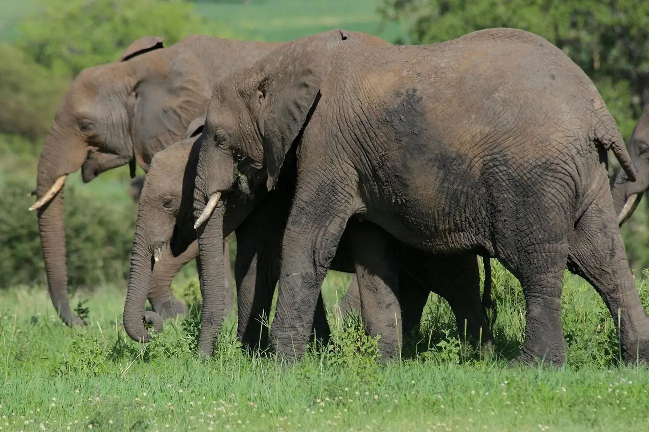 Tarangire National Park