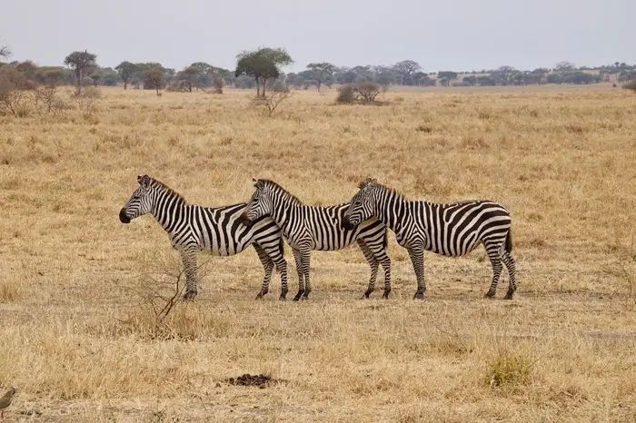 Tarangire to Ndutu & Serengeti – Wildebeest Calving & Big Game