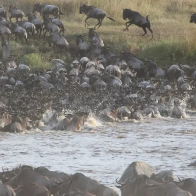 The Great Wildebeest Migration