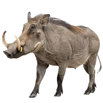 Warthog