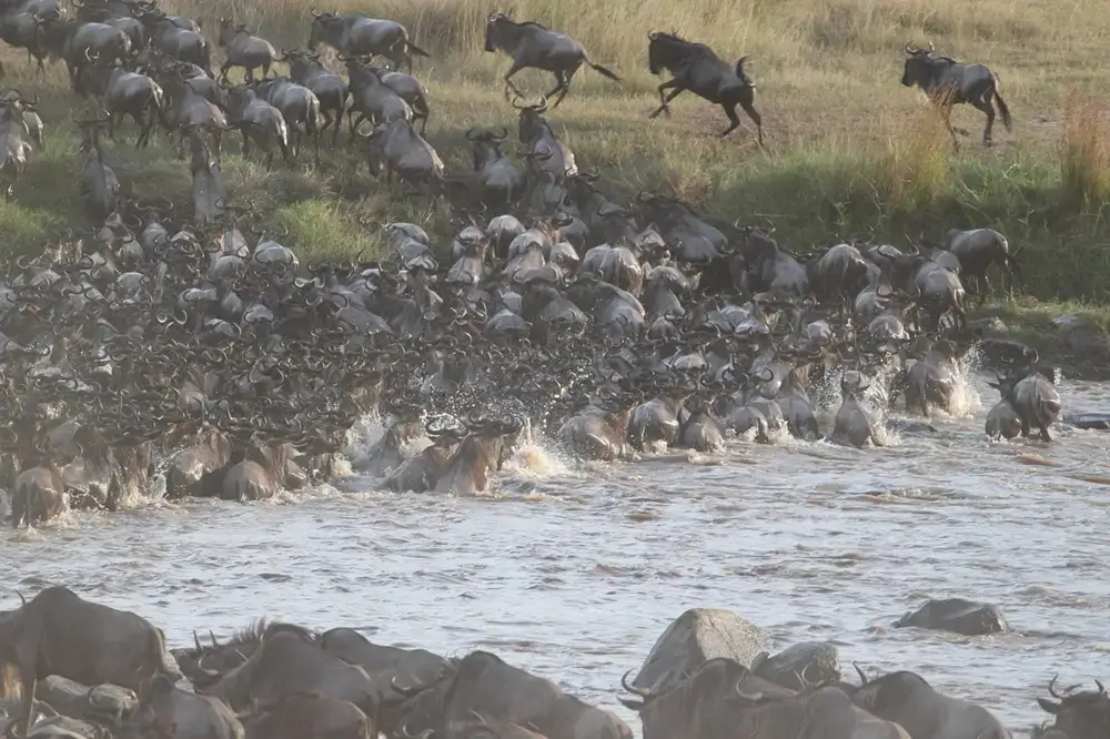 Wildebeest Migration