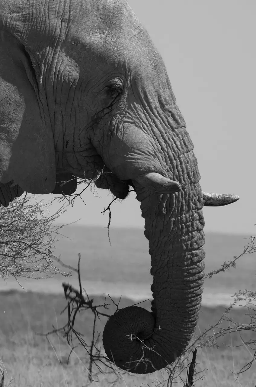 Elephant Portrait