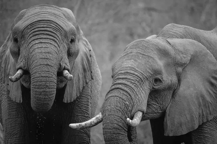 Elephant Portrait
