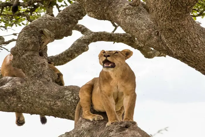 Safari Main View
