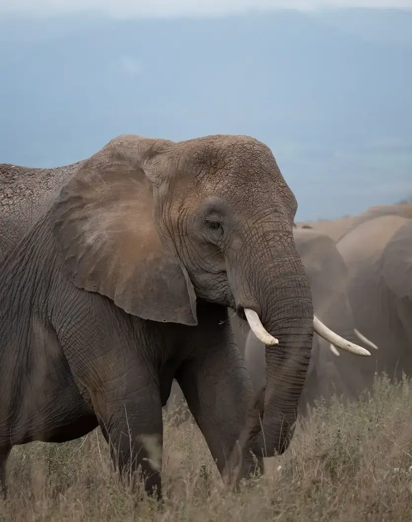 Elephants in Safari