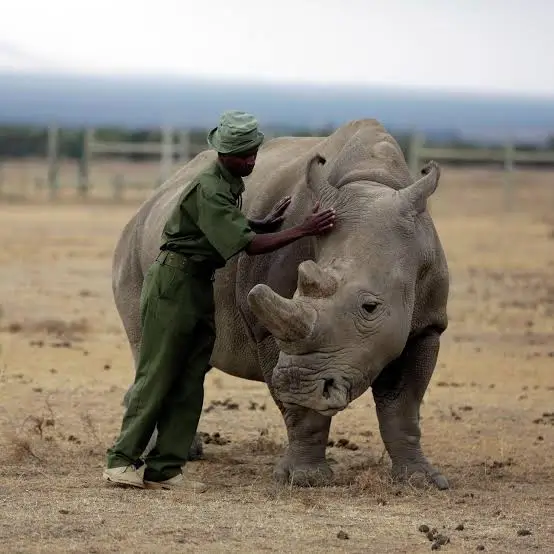 Ranger and Rhino
