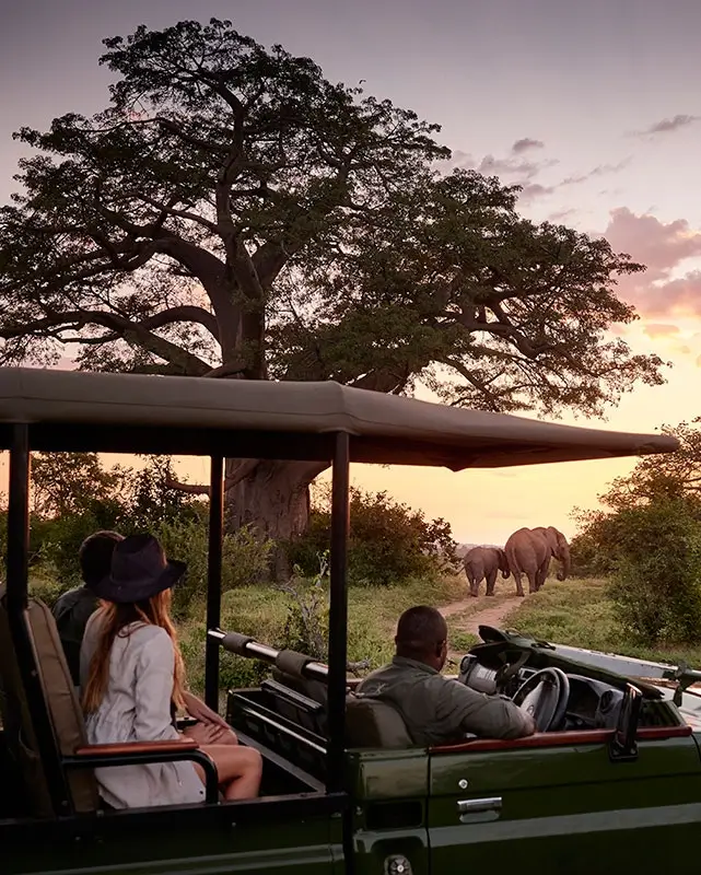 Safari Landscape
