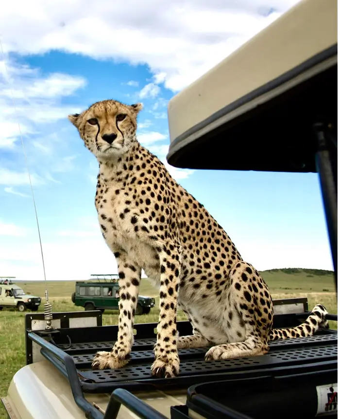 Cheetah on Safari Vehicle