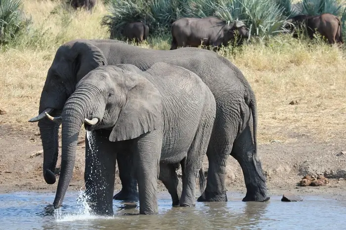 Safari Main View