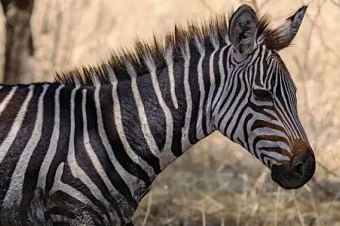 Zebra