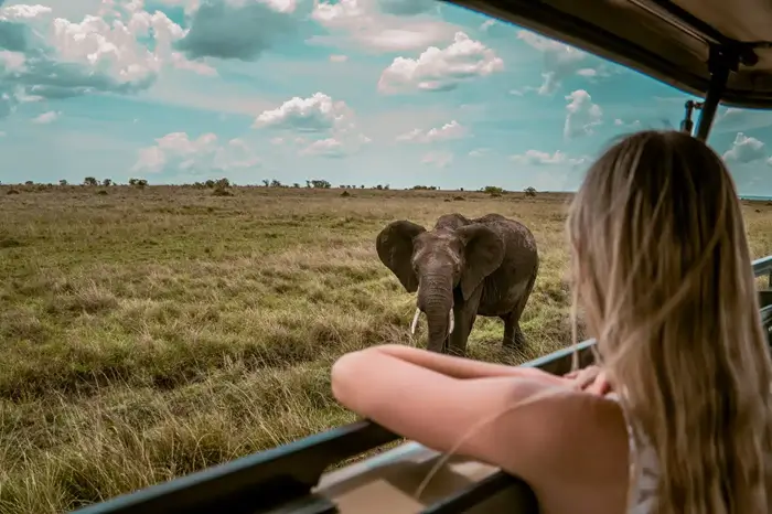 Elephants viewing