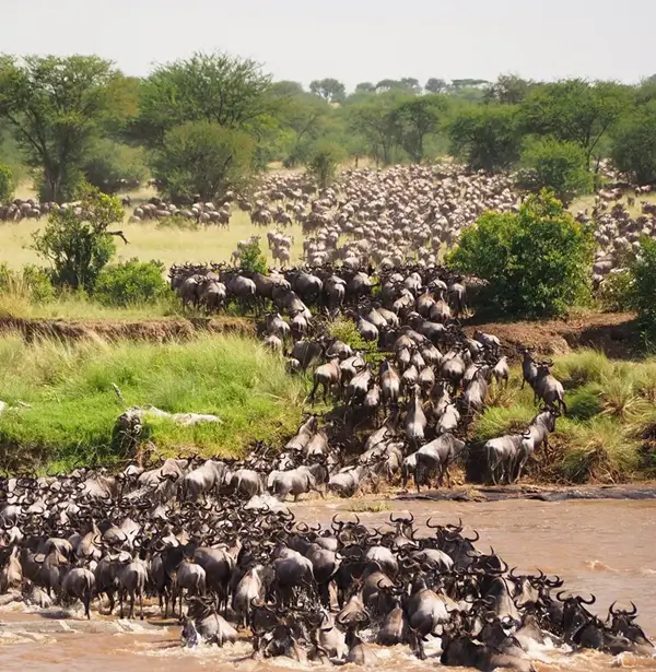 Wildebeest