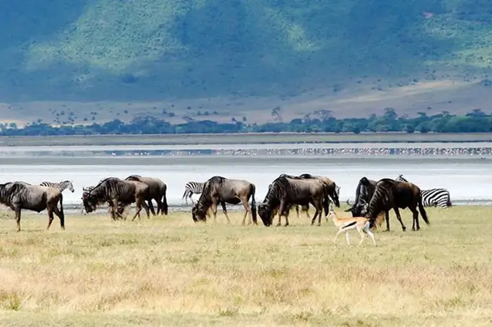 Ngorongoro Conservation Area