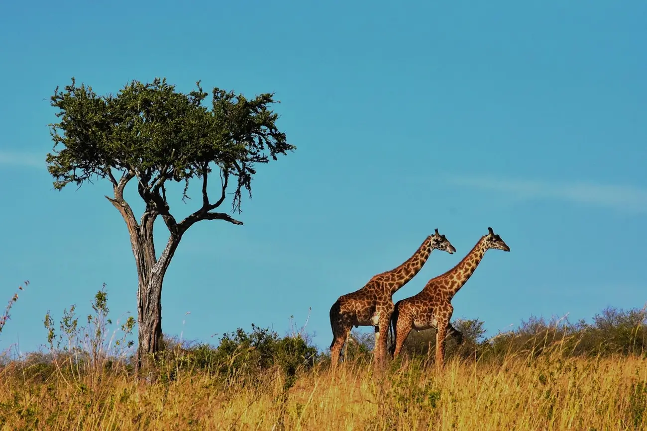 Elephant Herd