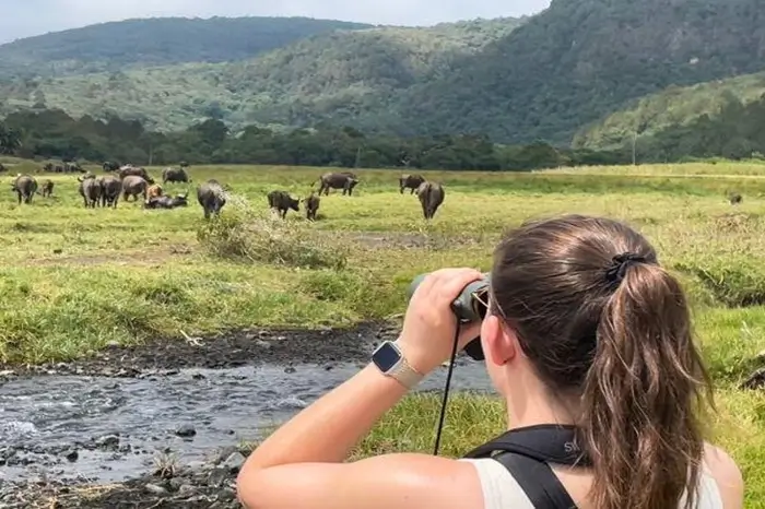 Elephants viewing